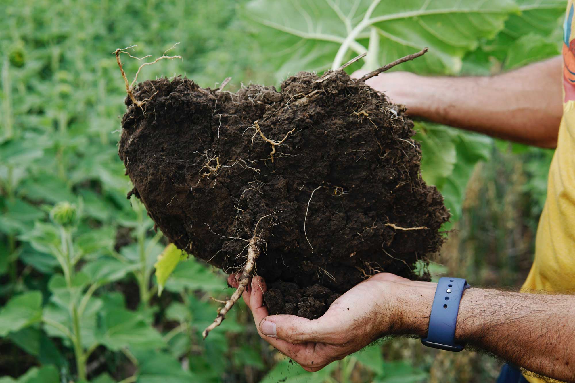 Hands holding healthy soil